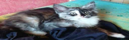 Maine Coon gatti in vendita: Maine Coon tabby cucciole gemelle - Annuncio 7