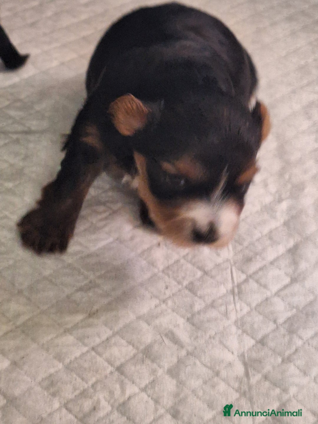 Yorkshire cani in vendita: Yorkshire terrier  - Annuncio 3