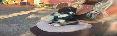 Australian Shepherd 6