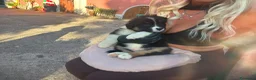 Australian Shepherd cani in vendita: Cuccioli Pastore australiano - Annuncio 7