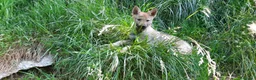Lupo Cecoslovacco cani in vendita: Cucciolo maschio cane lupo cecoslovacco  - Annuncio 2