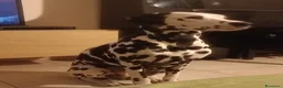 Dalmata cani in regalo: Dalmata femmina a Provincia di Vicenza - Annuncio 5