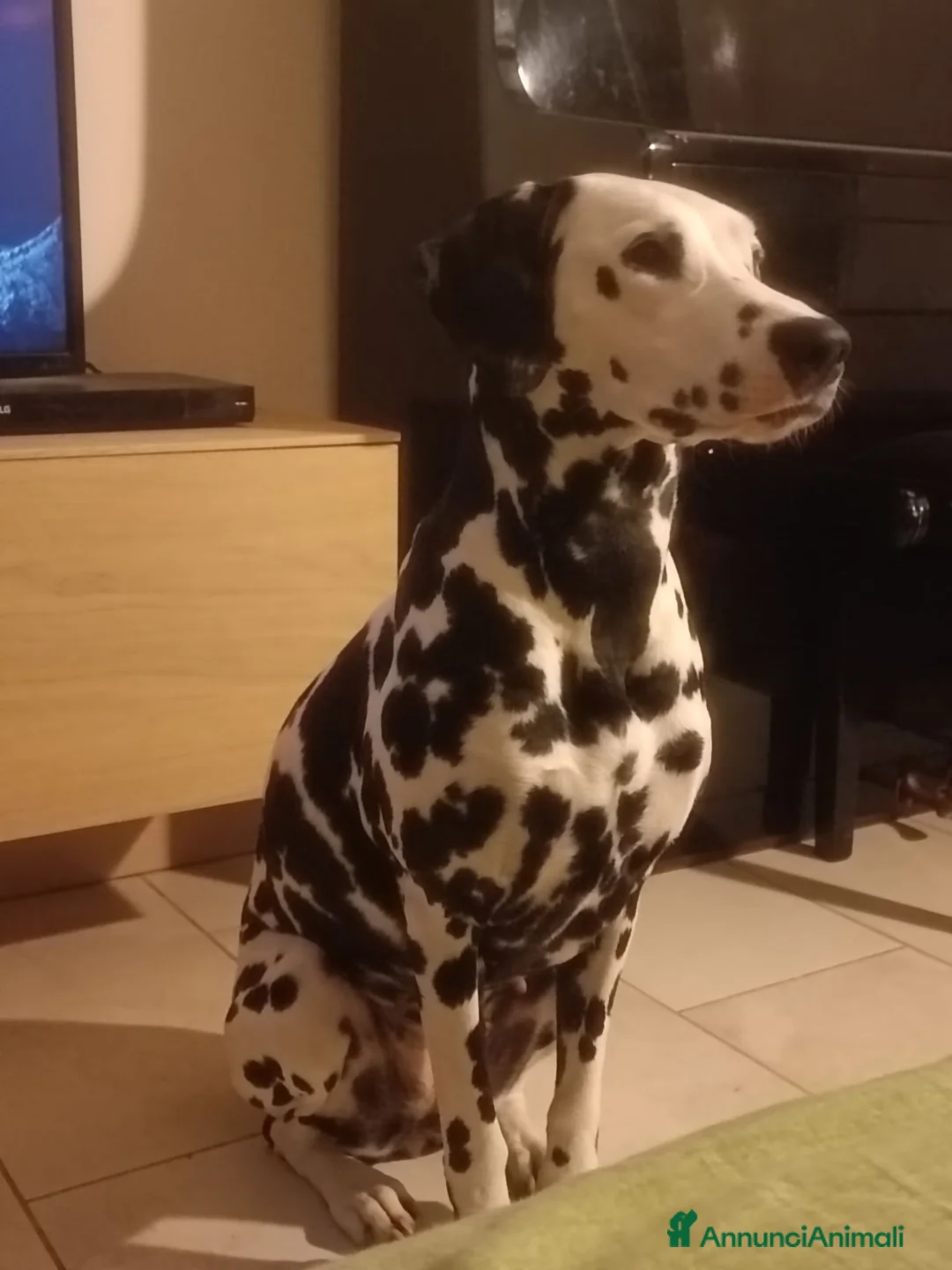 Dalmata cani in regalo: Dalmata femmina a Provincia di Vicenza - Annuncio 5