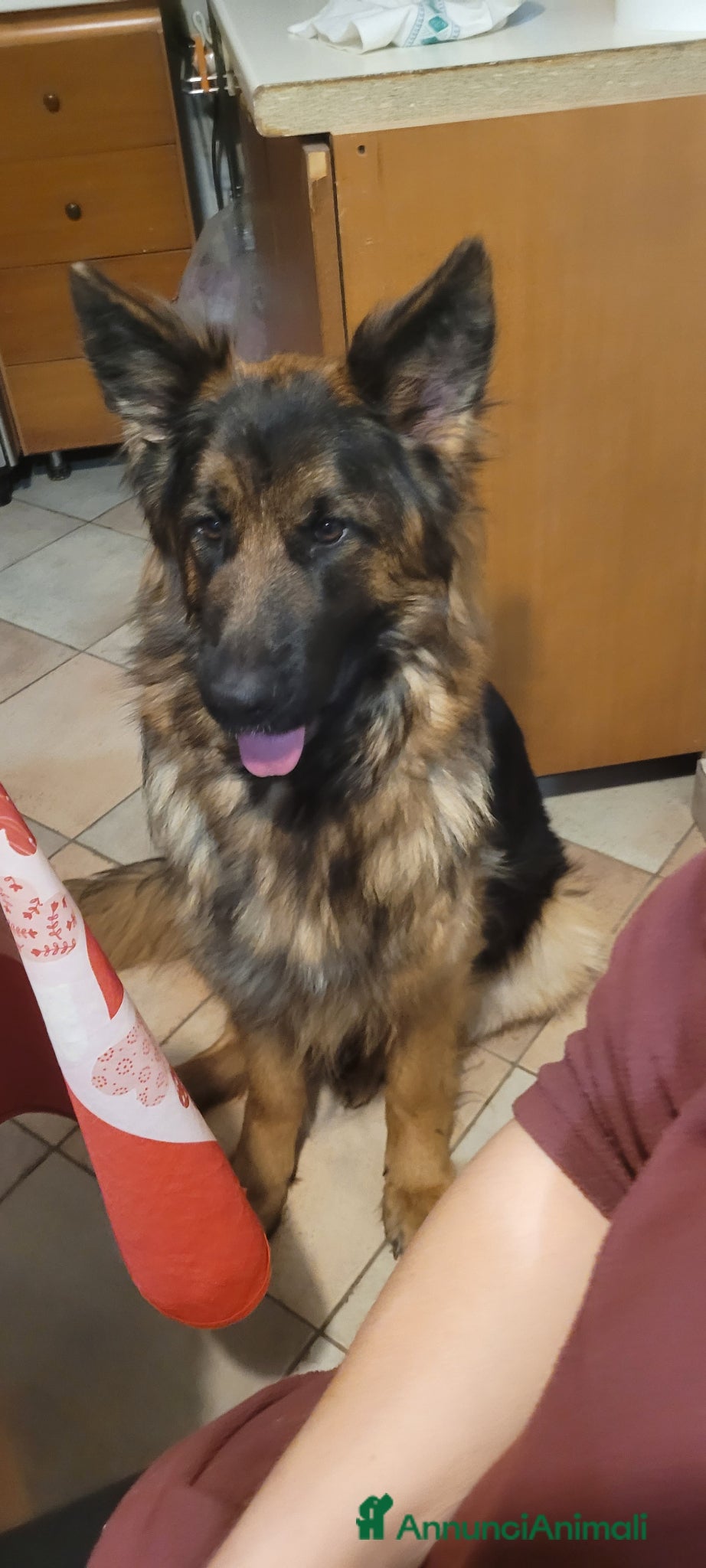 Pastore Tedesco cani Cuccioli di pastore tedesco a pelo lungo  - Annuncio 1