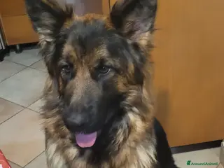 Pastore Tedesco cani Cuccioli di pastore tedesco a pelo lungo - Annuncio 1