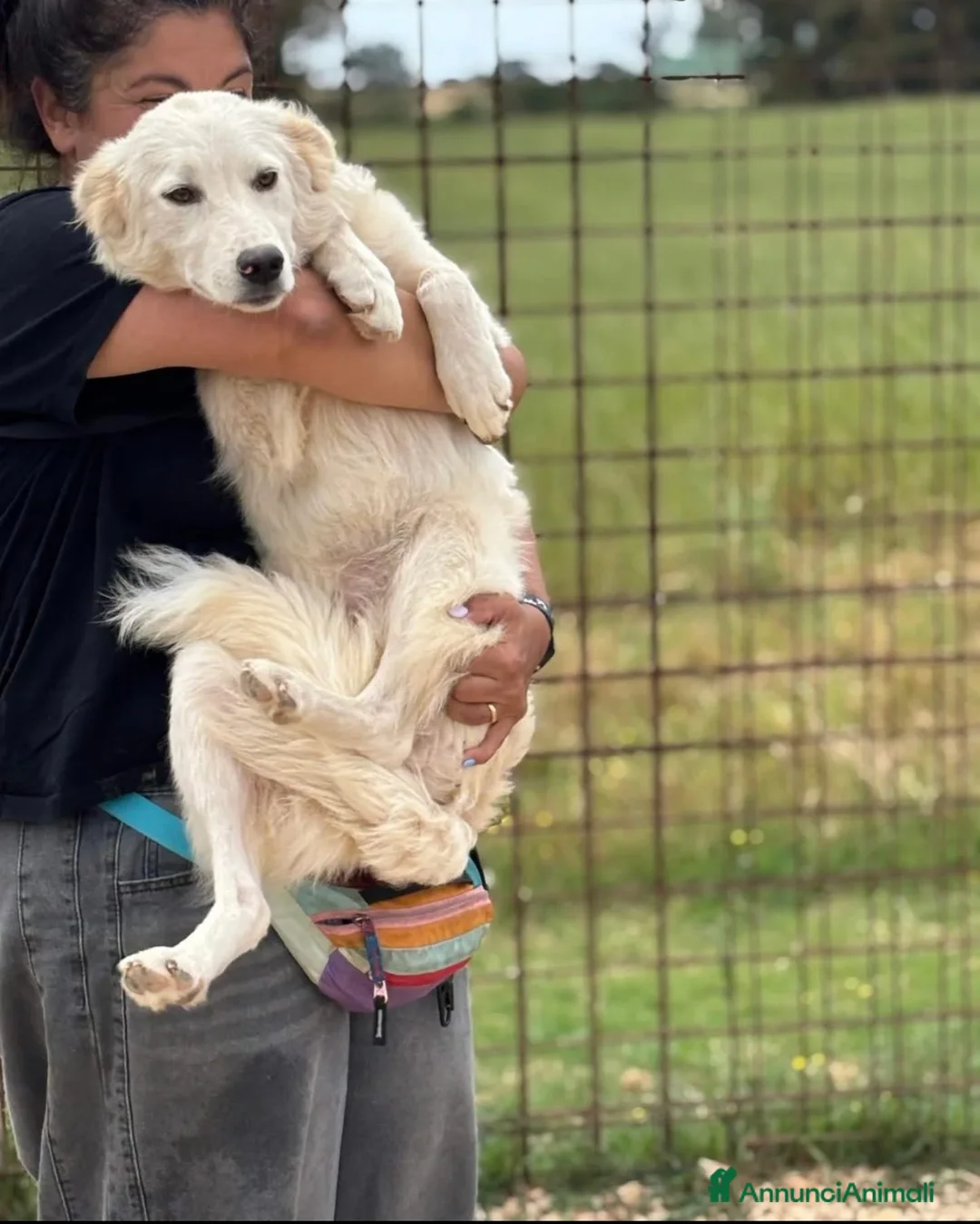 Meticcio cani in regalo: Daniela un’esplosione di bontà  a Provincia di Latina - Annuncio 3