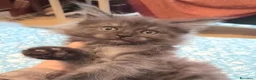 Maine Coon gatti in vendita: Maine Coon Cucciole pedigree - Annuncio 5