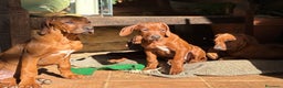 Rhodesian Ridgeback cani in vendita: Rhodesian Ridgeback  - Annuncio 4