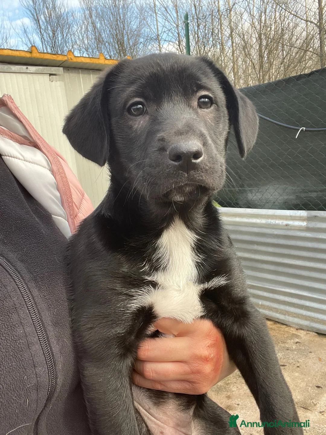 Labrador cani in regalo: VITTORIA - Annuncio 8