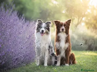 Border Collie cani Border Collie Alta Docilità e Salute Olistica - Annuncio 26