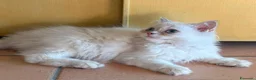 British gatti in vendita: Cucciolo di British Longhair  a Provincia di Perugia - Annuncio 6
