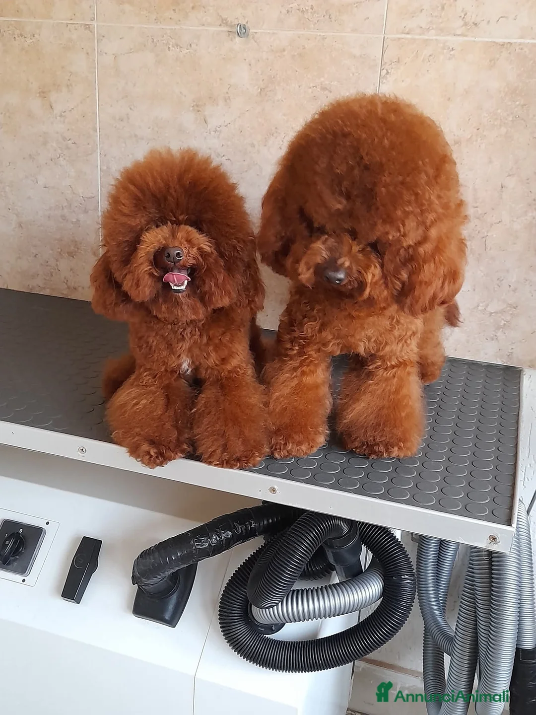 Barboncino Toy cani in vendita: Barboncino toy red - Annuncio 7
