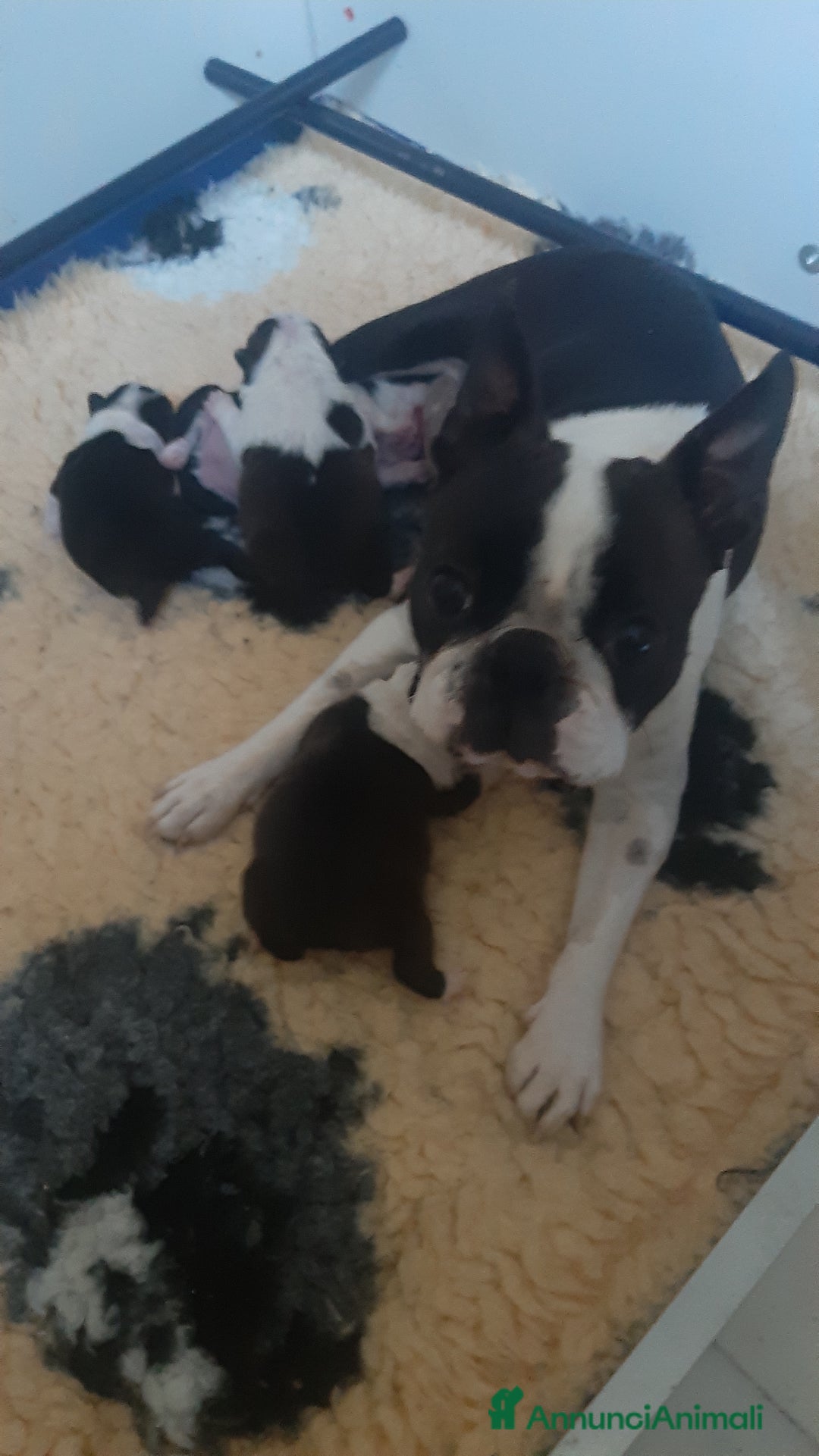 Boston Terrier cani in vendita: Cuccioli di Boston terrier con pedigree ENCI/FCI  - Annuncio 10