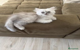 Persiano gatti in vendita: Gattine persiane a Provincia di Brescia - Immagine 6