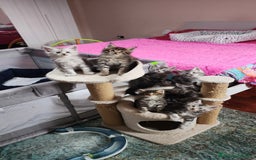 Maine Coon gatti in vendita: Cuccioli mainecoon - Immagine 5