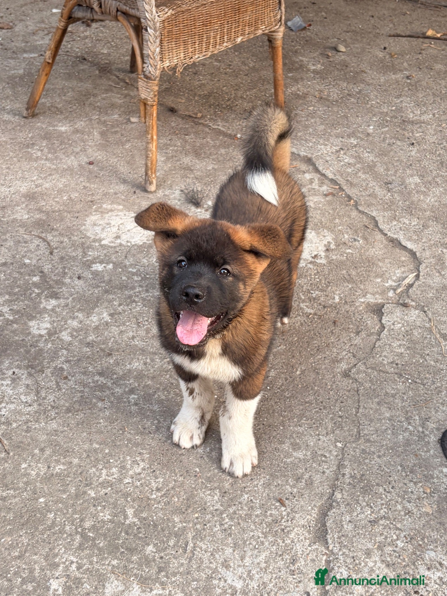 Akita Americano cani -ACHILLE- Ultimo cucciolo di Akita Americano!! - Annuncio 3