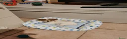 Chihuahua cani in vendita: Cuccioli Chihuahua alta genealogia a Provincia di Belluno - Annuncio 1