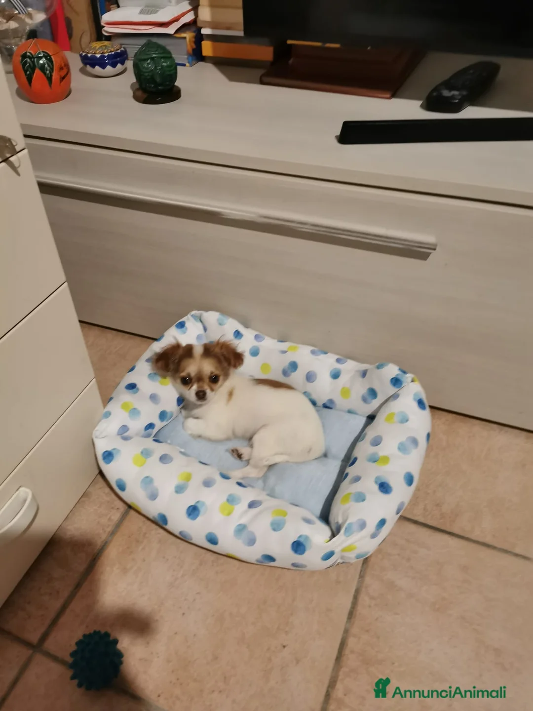 Chihuahua cani in vendita: Cuccioli Chihuahua alta genealogia a Provincia di Belluno - Annuncio 1