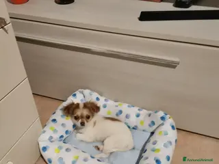 Chihuahua cani Cuccioli Chihuahua alta genealogia - Annuncio 1