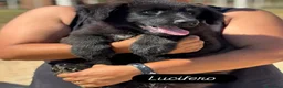 Meticcio cani in regalo: Lucifero cucciolo mix pastore caucaso maremmano - Annuncio 3