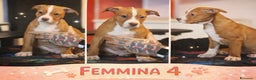 Pitbull cani in vendita: Cuccioli di Pit Bull con pedigree anche a rate - Annuncio 5