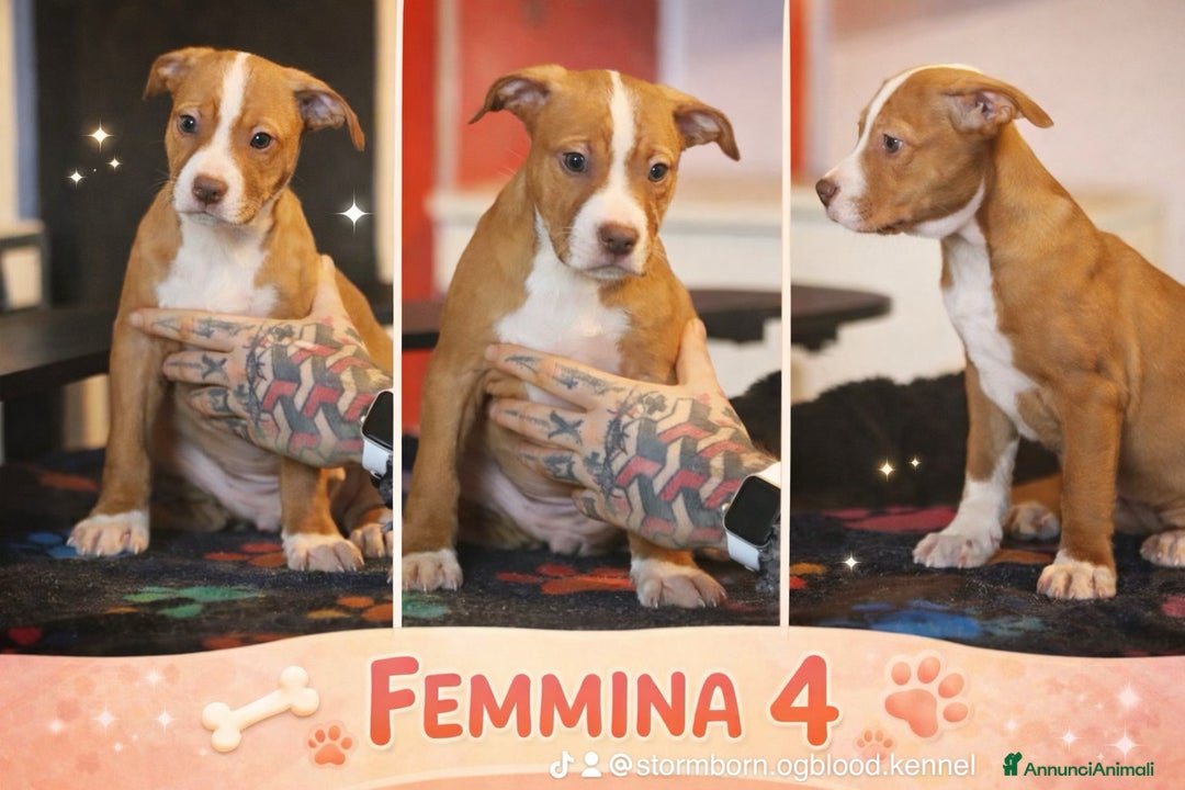 Pitbull cani in vendita: Cuccioli di Pit Bull con pedigree anche a rate - Annuncio 5
