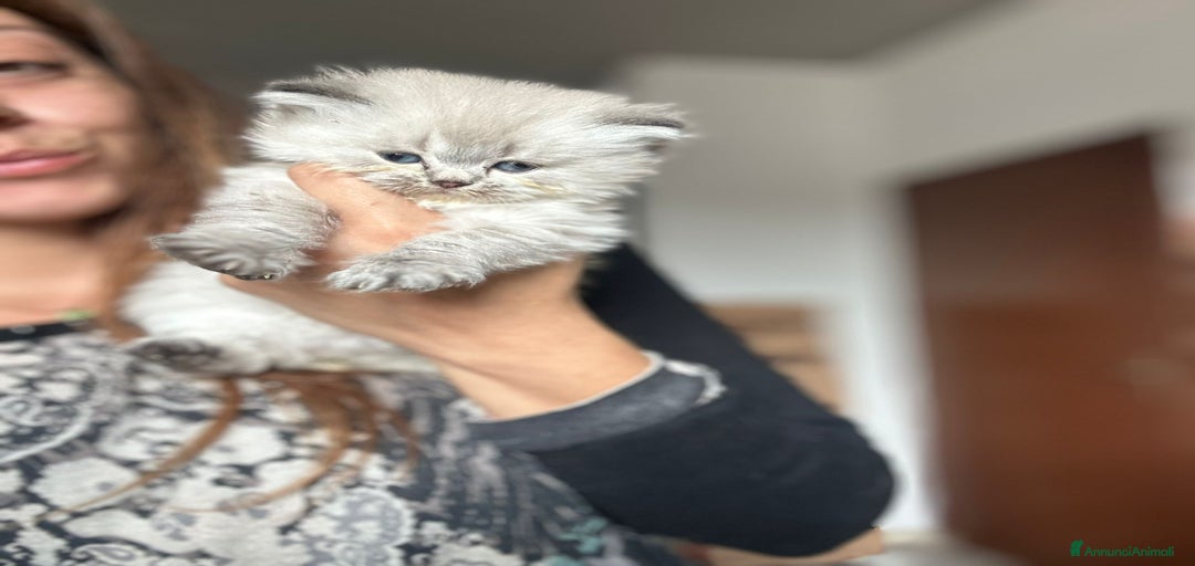 Immagine della galleria {{count}}