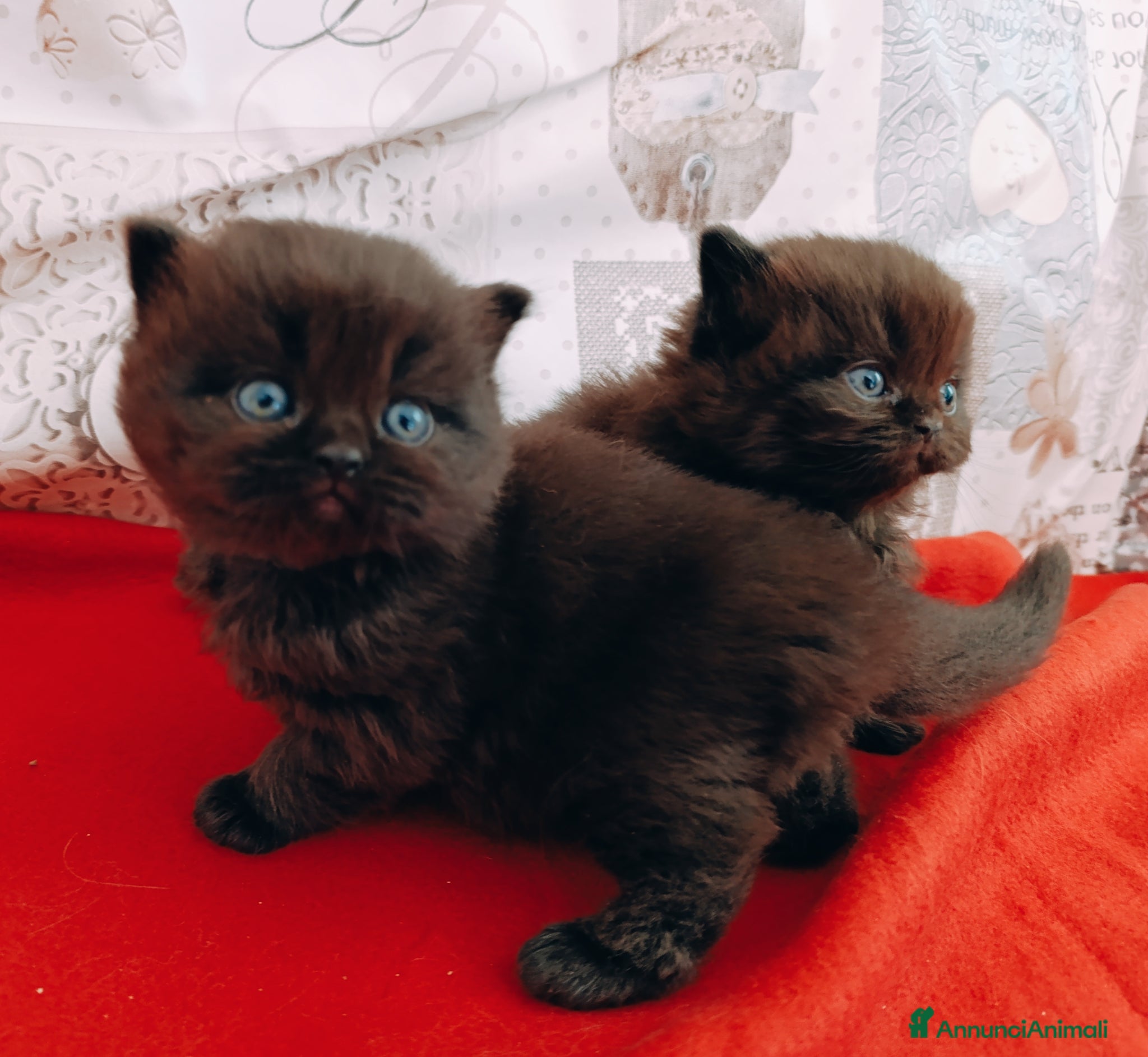 British gatti British chocolate con pedigree  - Annuncio 3