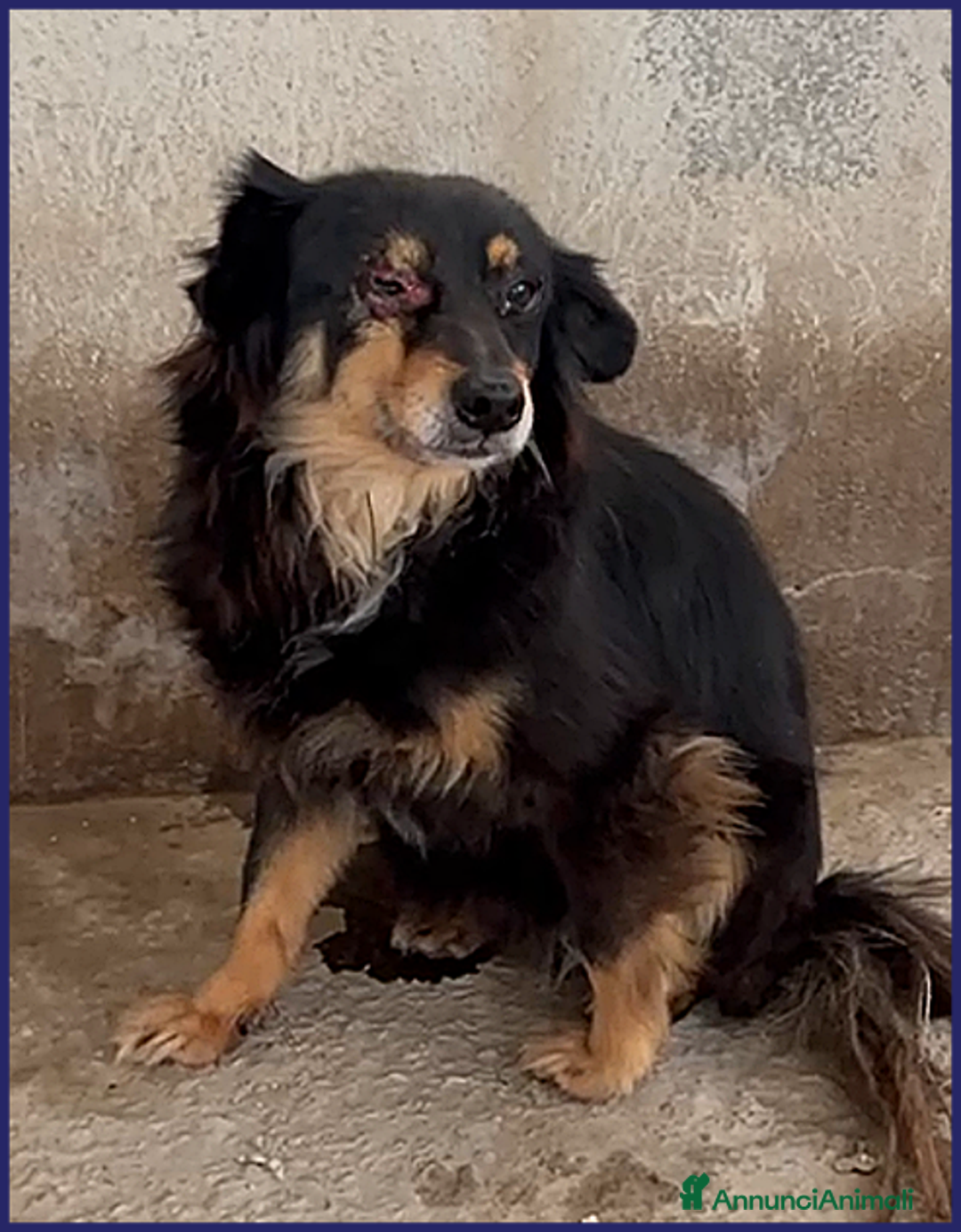 Meticcio cani in regalo: APACHE 9anni timido ha bisogno d'aiuto! tg media - Annuncio 2