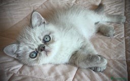 Exotic Shorthair gatti in vendita: CUCCIOLO EXOTIC Blu TabbyPoint-PREZZO INTERESSANTE a Provincia di Verona - Immagine 10