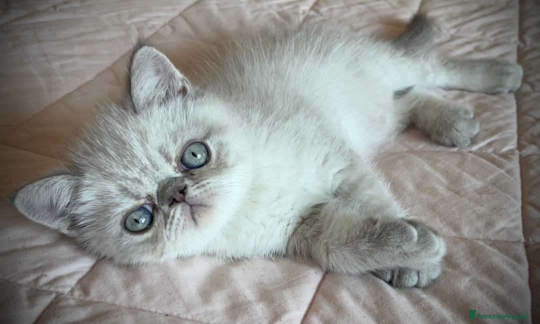 Exotic Shorthair gatti in vendita: CUCCIOLO EXOTIC Blu TabbyPoint-PREZZO INTERESSANTE a Provincia di Verona - Immagine 10