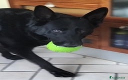Pastore Tedesco cani in regalo: DIAGO CERCA CASA a Provincia di Lecco - Immagine 9