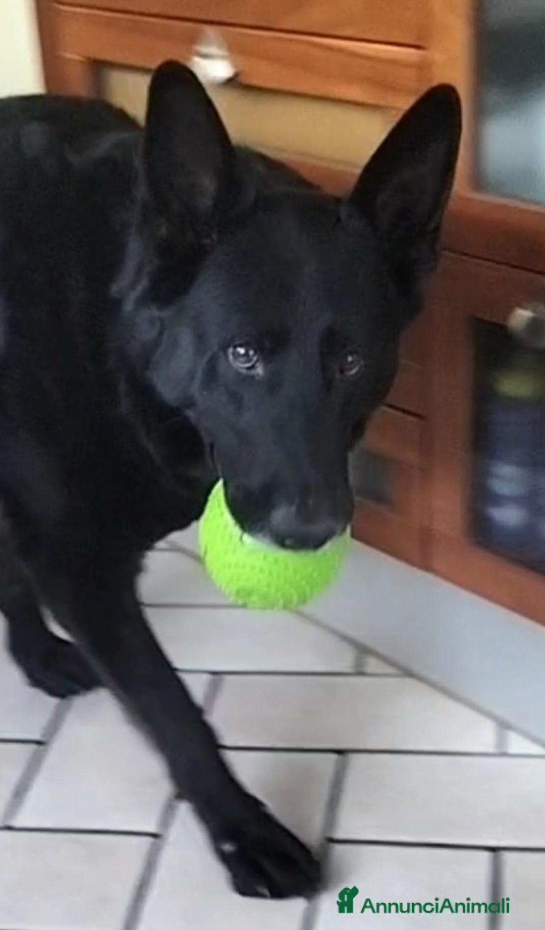 Pastore Tedesco cani in regalo: DIAGO CERCA CASA a Provincia di Lecco - Immagine 9