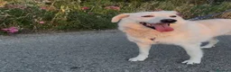 Meticcio cani in regalo: Wilma  - Annuncio 2