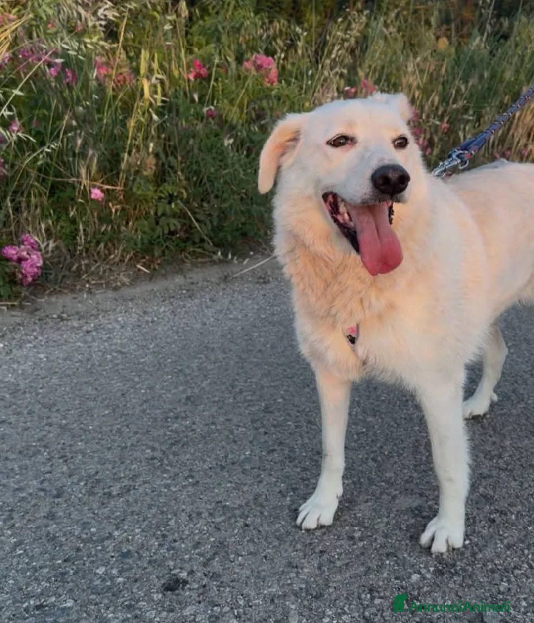 Meticcio cani in regalo: Wilma  - Annuncio 2