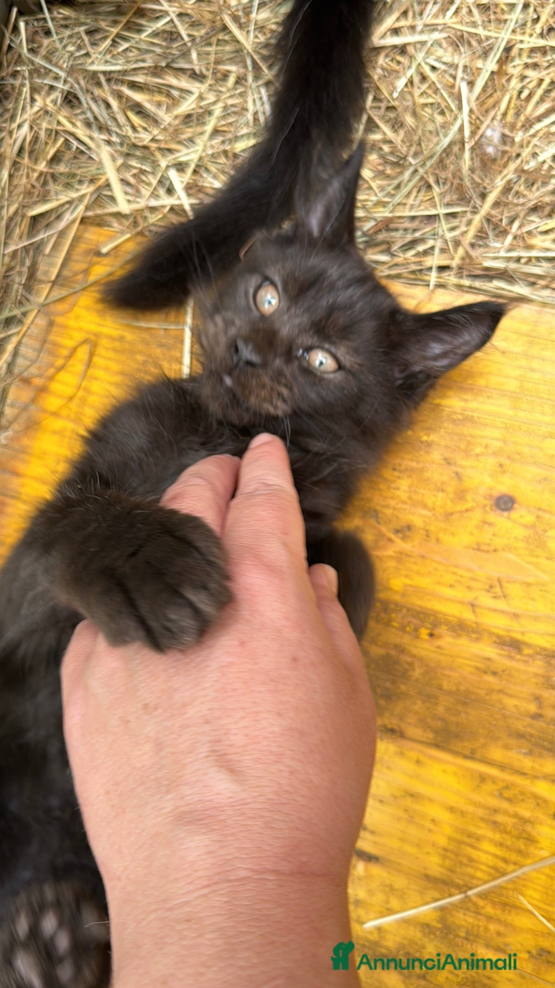 Maine Coon gatti Cucciolo black smoke di maine coon (Tequila) - Annuncio 15