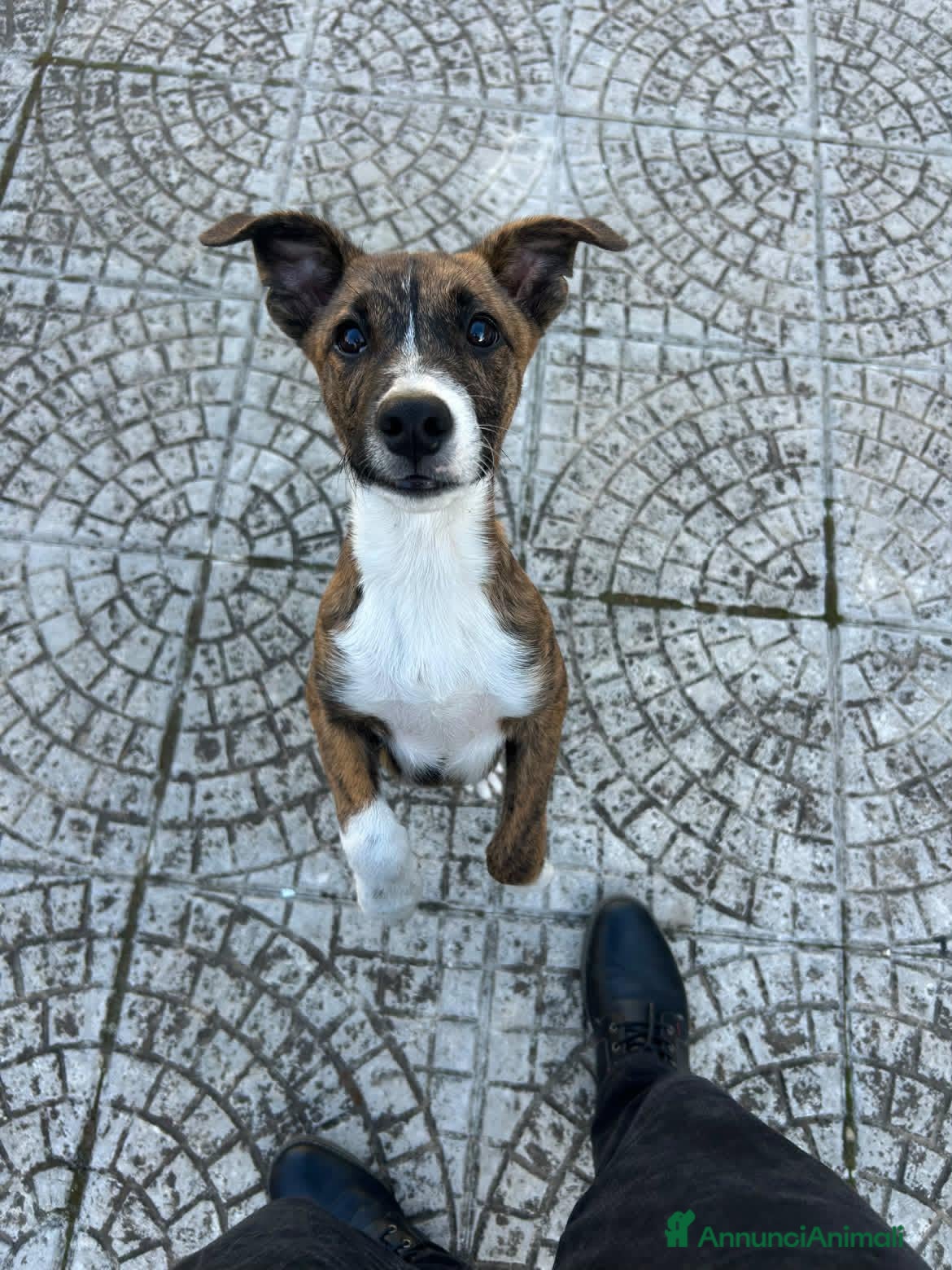 Meticcio cani Frank, taglia media! (4 mesi-25kg) - Annuncio 36