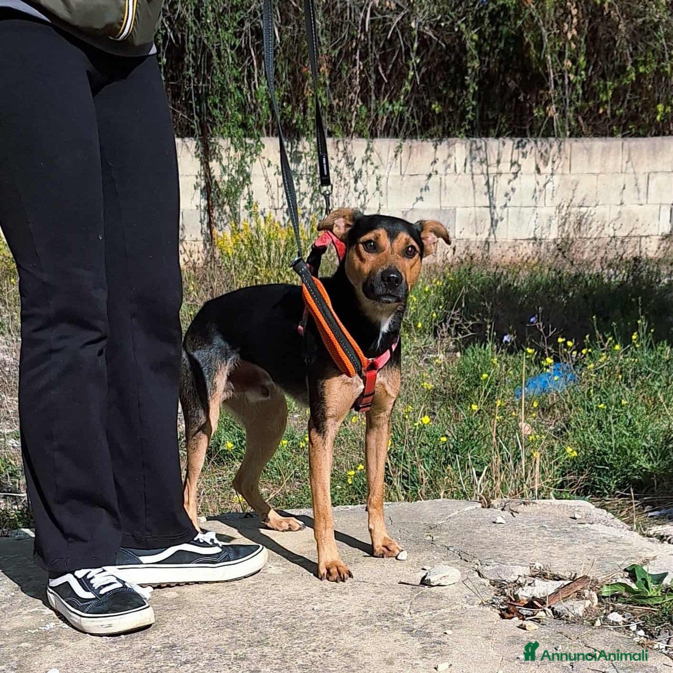 Meticcio cani Morbidello in adozione - Annuncio 30