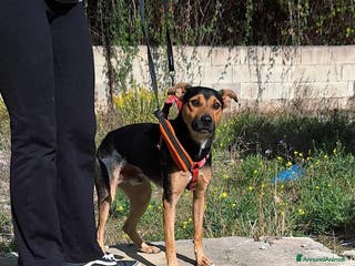 Meticcio cani Morbidello in adozione - Annuncio 30