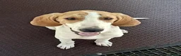 Meticcio cani in regalo: Cucciolo 6 mesi taglia media - Annuncio 2