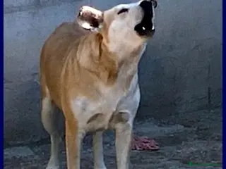 Meticcio cani MONA sui 6 anni abbaia per vincere le sue paure a Provincia di Reggio Emilia - Annuncio 20