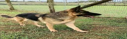 Pastore Tedesco cani in regalo: Sara Jane - Annuncio 5