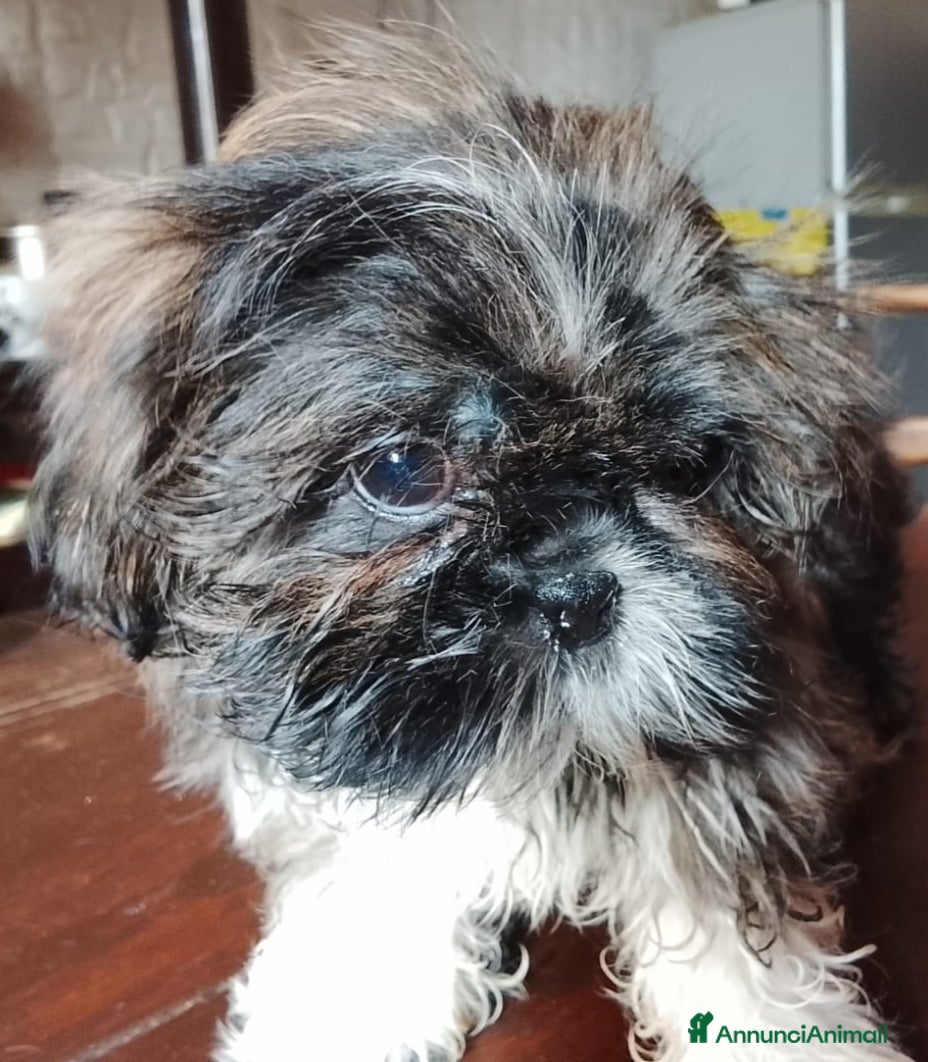 Shih Tzu cani Splendida cucciola di Shitzu - Annuncio 5
