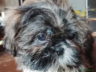 Shih Tzu cani Splendida cucciola di Shitzu - Annuncio 5