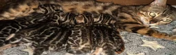 Bengala gatti in vendita: Bengal brown meravigliosi - Annuncio 3