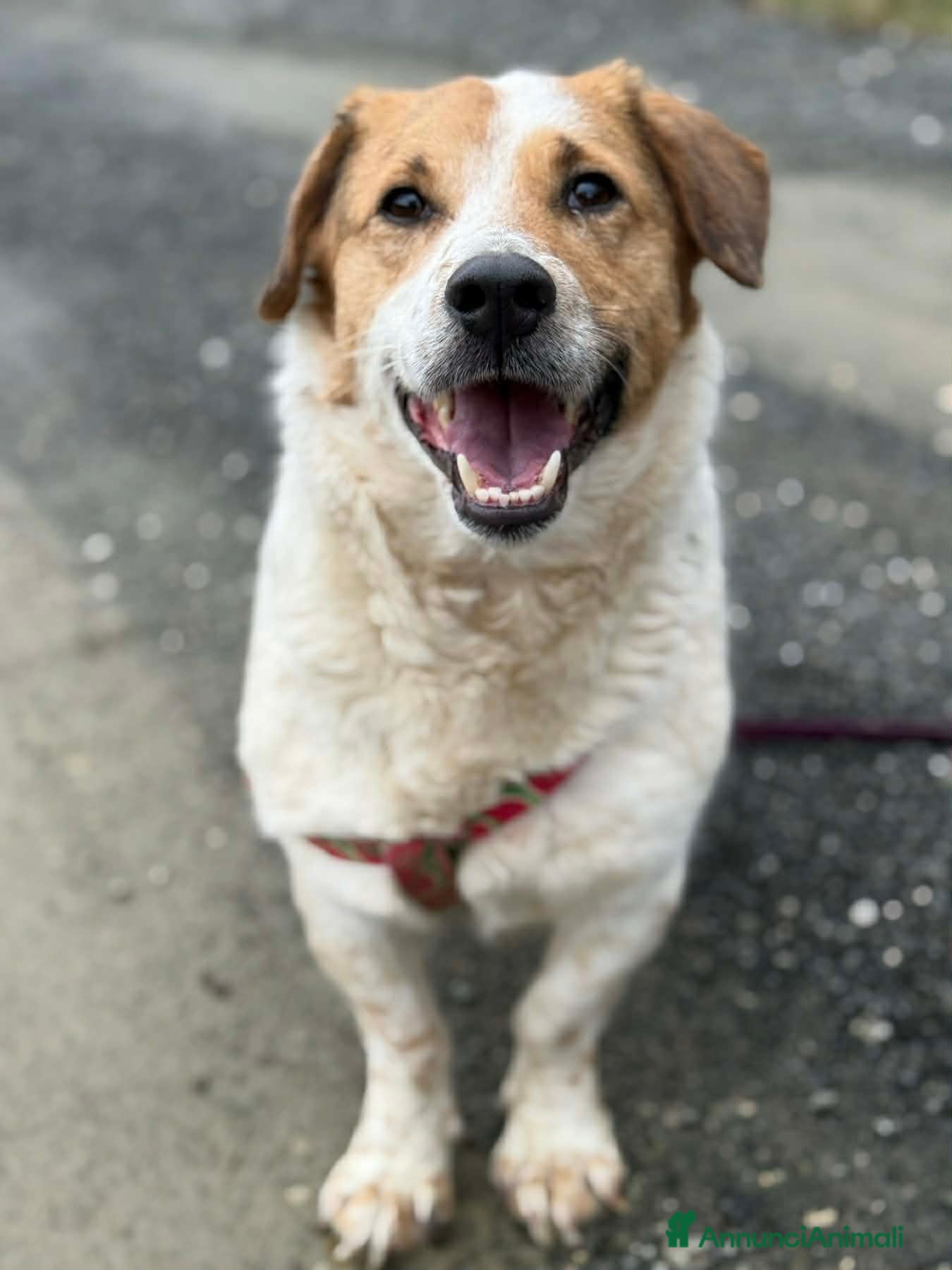 Meticcio cani SISSY, dolcissima timidona ZAMPACORTA! - Annuncio 13