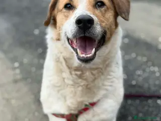 Meticcio cani SISSY, dolcissima timidona ZAMPACORTA! - Annuncio 13