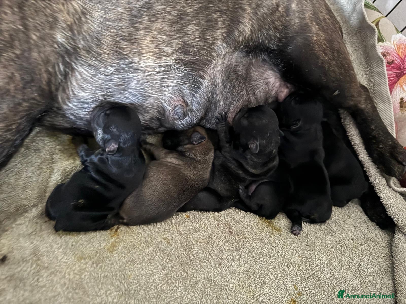 Bulldog Francese cani Bulldog Francese  - Annuncio 19
