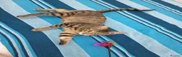 Europeo gatti in regalo: Tigro cerca casa! a Provincia di Chieti - Annuncio 4
