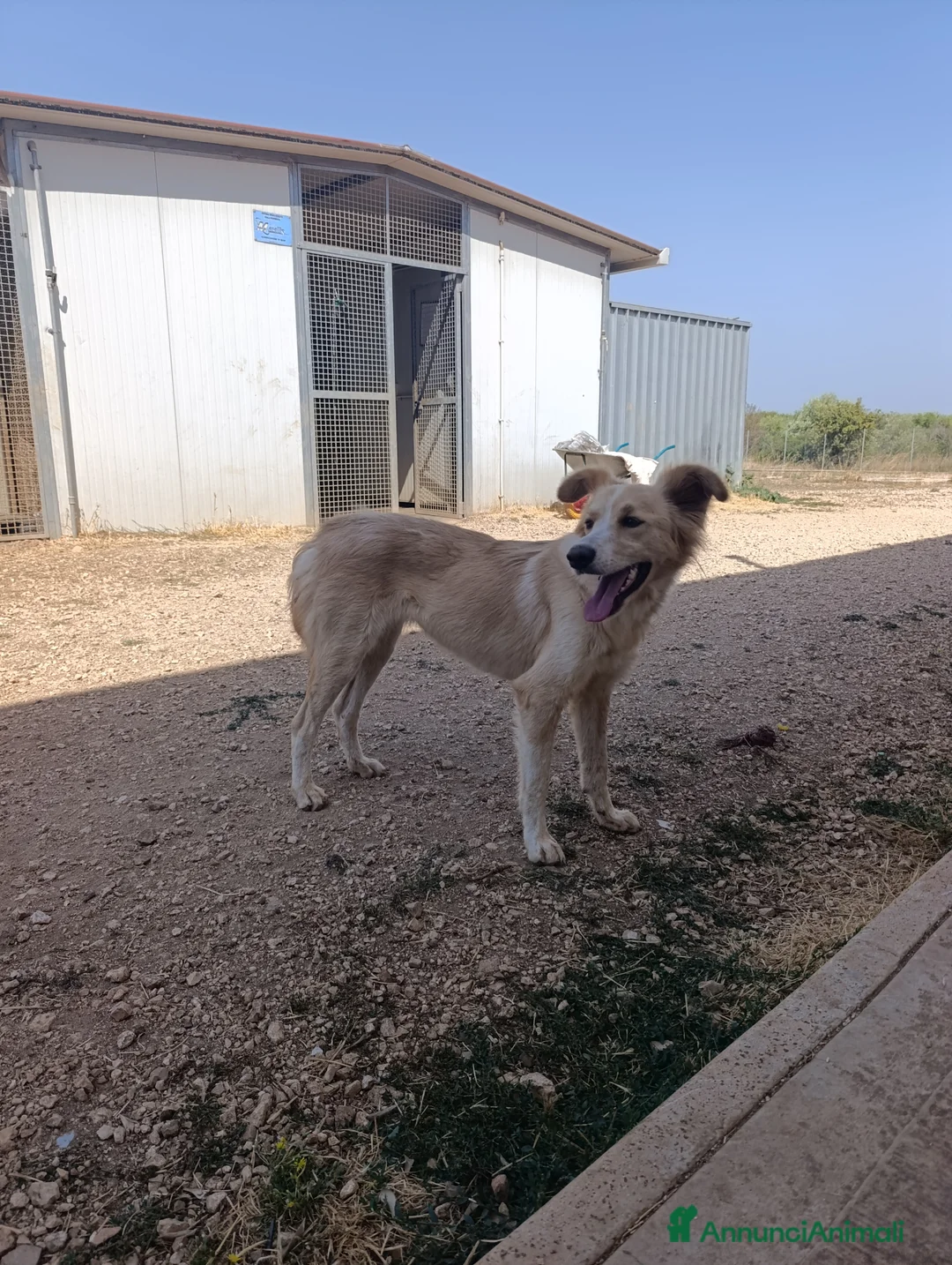 Meticcio cani in regalo: Chantal - Annuncio 3